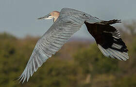 Goliath Heron