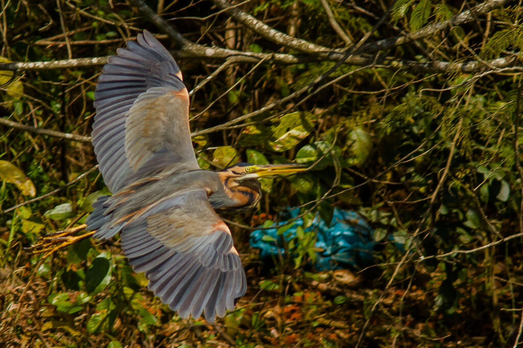 Purple Heron