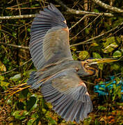 Purple Heron