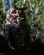 Abyssinian Owl