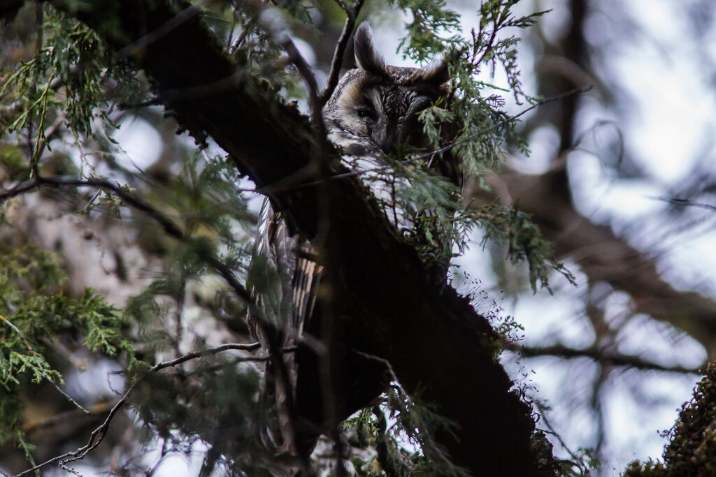 Abyssinian Owl