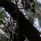 Hibou d'Abyssinie