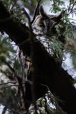 Hibou d'Abyssinie