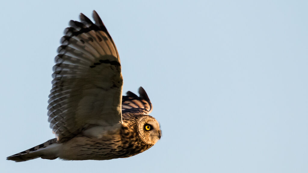 Hibou des marais