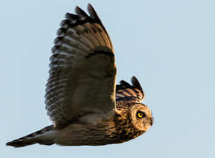 Hibou des marais