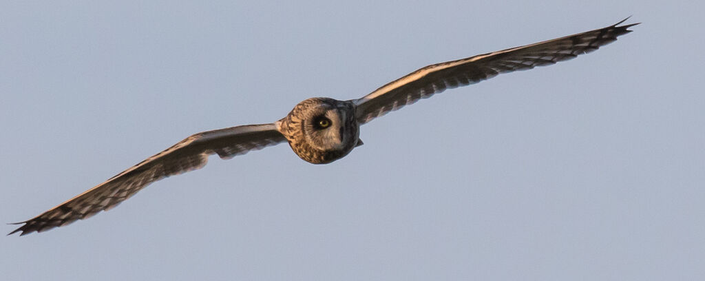 Hibou des marais, Vol