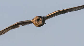 Short-eared Owl