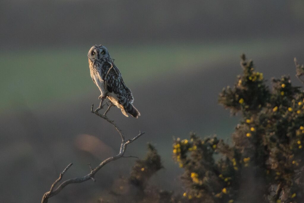 Hibou des marais, portrait, habitat