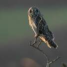 Hibou des marais