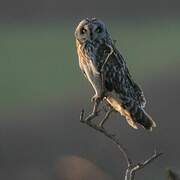 Short-eared Owl