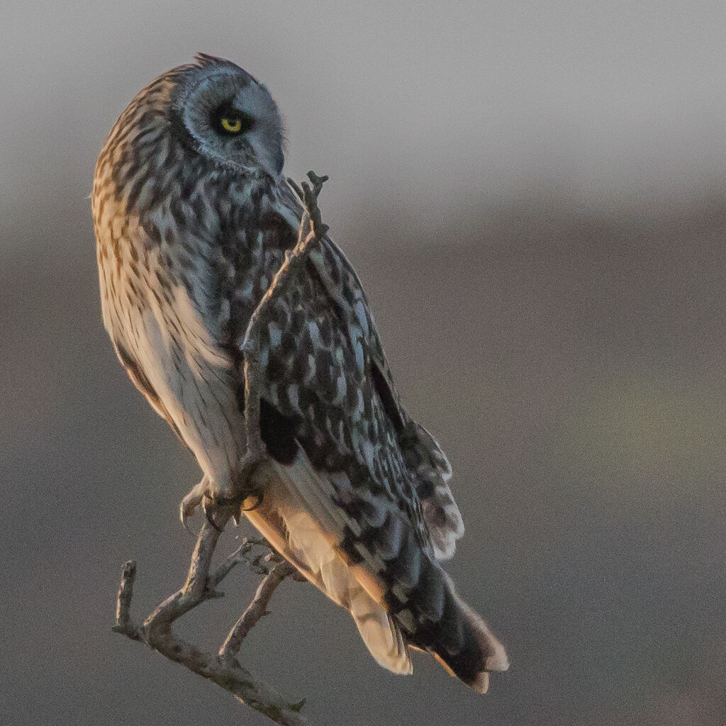 Hibou des marais