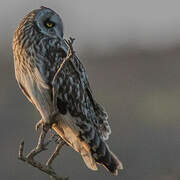 Short-eared Owl