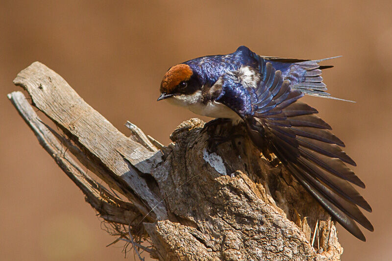 Wire-tailed Swallow