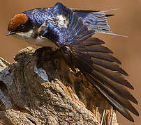 Wire-tailed Swallow