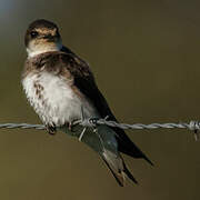 Sand Martin