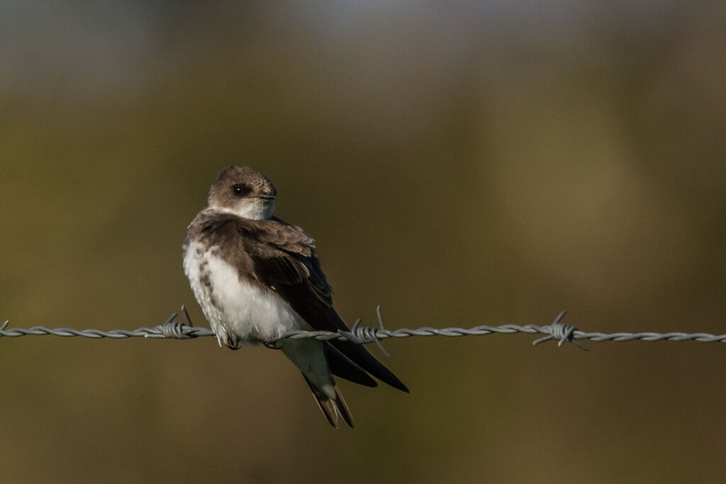 Sand Martin, close-up portrait