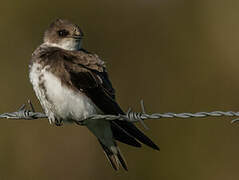 Sand Martin