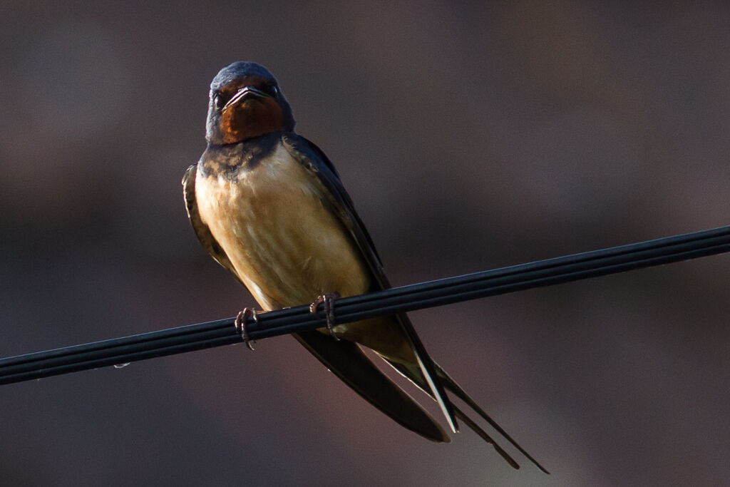 Barn Swallow