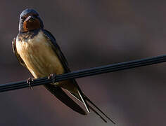 Barn Swallow