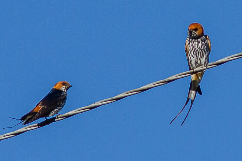 Lesser Striped Swallow