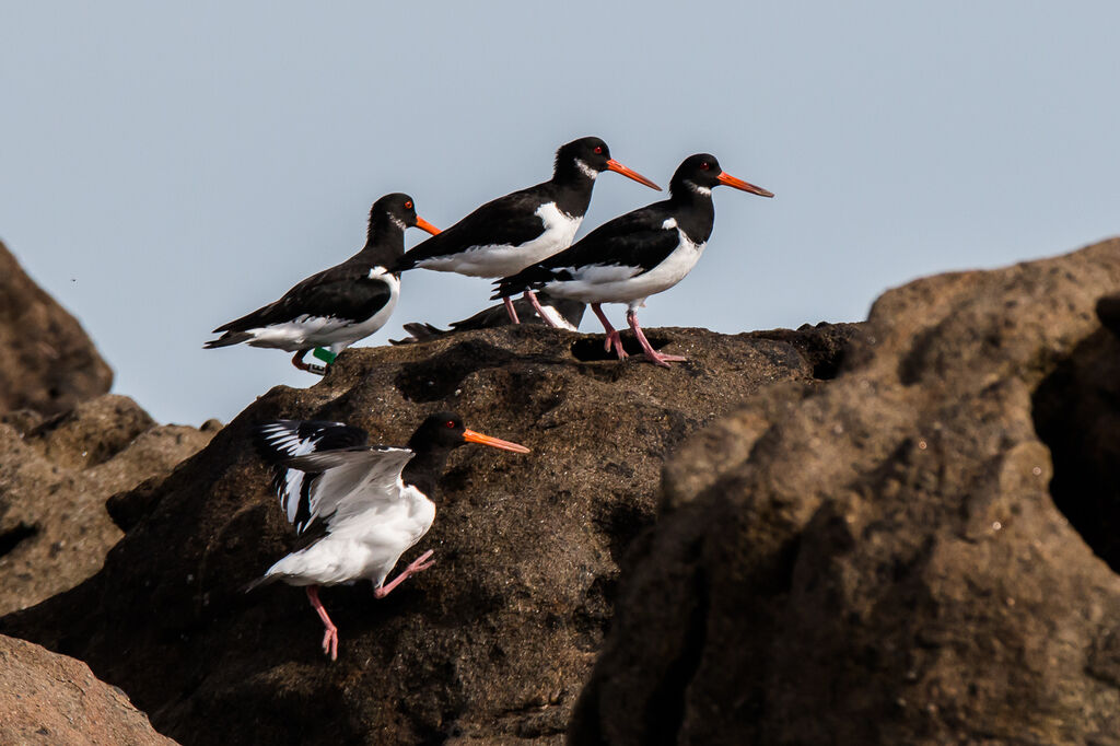 Eurasian Oystercatcher