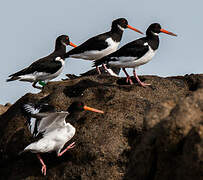 Eurasian Oystercatcher