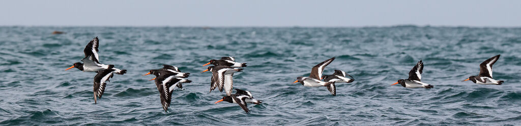 Eurasian Oystercatcher