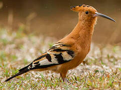 African Hoopoe