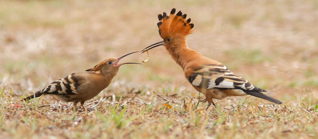 African Hoopoe