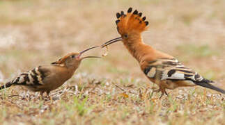 African Hoopoe