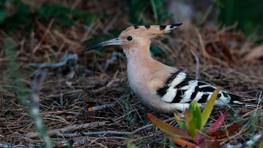 Eurasian Hoopoe