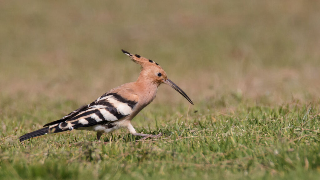 Eurasian Hoopoe