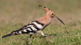 Eurasian Hoopoe