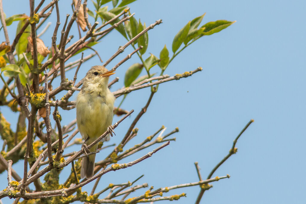 Melodious Warbler