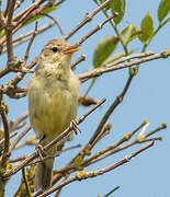 Melodious Warbler