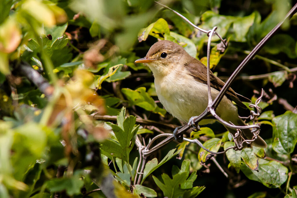 Melodious Warbler