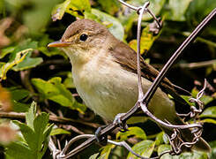 Melodious Warbler