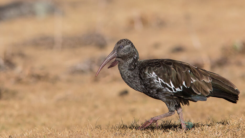 Ibis caronculé