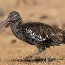 Ibis caronculé