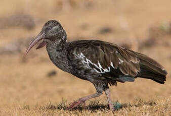 Ibis caronculé