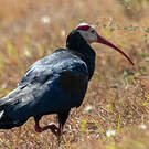 Ibis du Cap