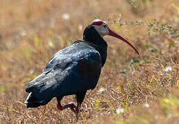 Southern Bald Ibis