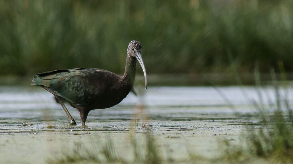 Glossy Ibis