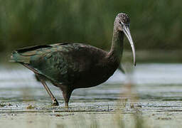 Glossy Ibis