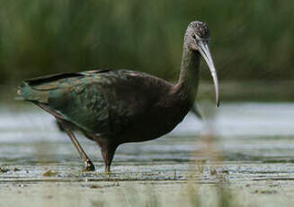 Ibis falcinelle