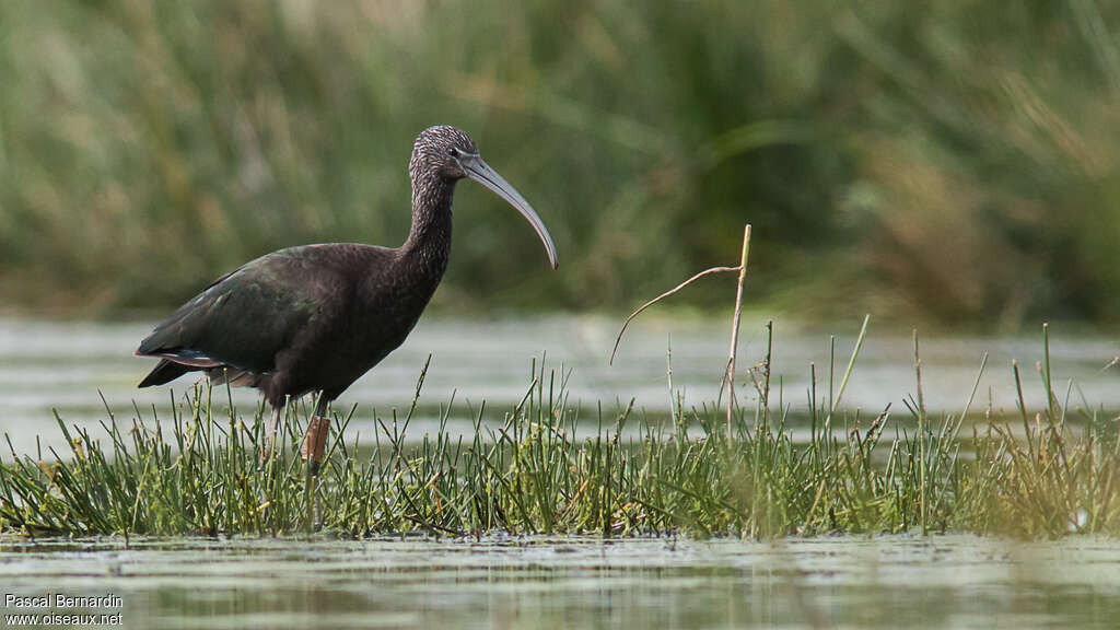 Ibis falcinelle