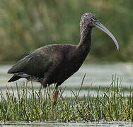 Ibis falcinelle