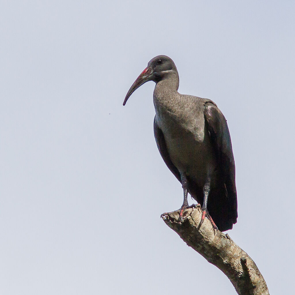 Hadada Ibis