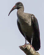 Hadada Ibis