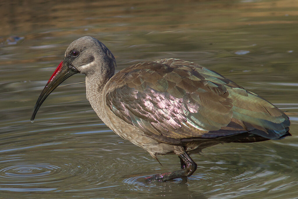 Hadada Ibis